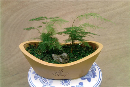 文竹 文竹