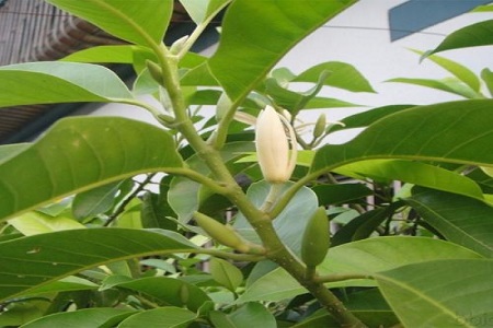 白兰花 白兰花