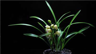 花芽不饱满不施肥 花芽不饱满不施肥