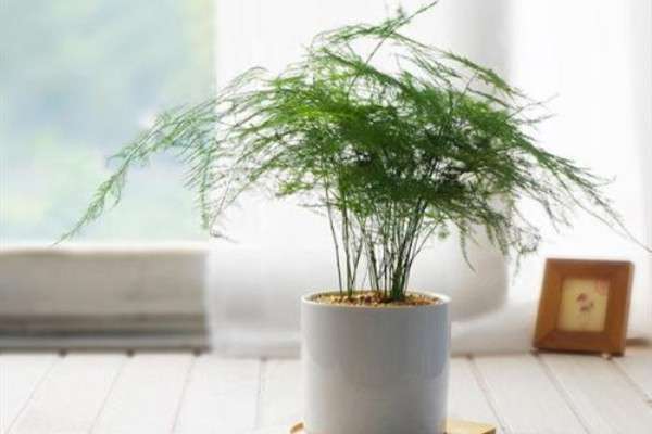 “文竹”长不好?试试这种“糖水”,一月喂一勺,叶子枝繁叶茂! “文竹”长不好?试试这种“糖水”,一月喂一勺,叶子枝繁叶茂!
