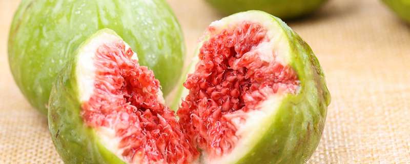 无花果树养殖方法 无花果树养殖方法