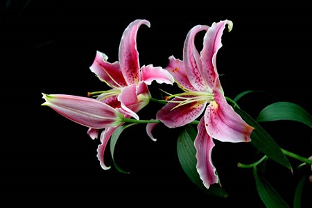 百合花 百合花