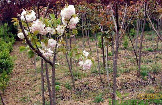 日本早樱的种植方法 日本早樱的种植方法