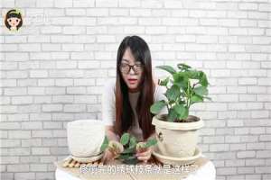 绣球的扦插繁殖