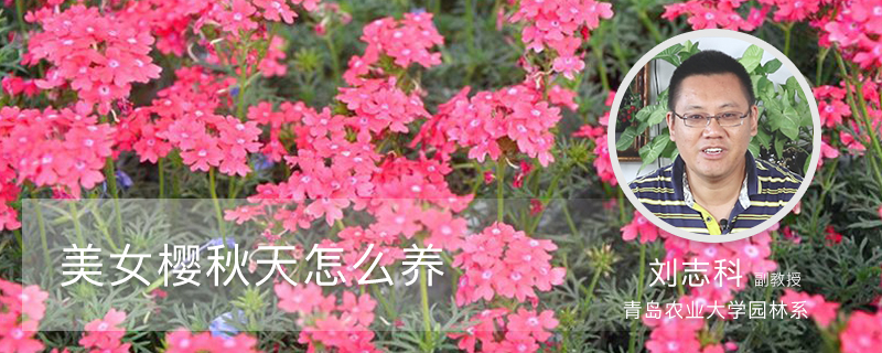 美女樱秋天怎么养 美女樱秋天怎么养
