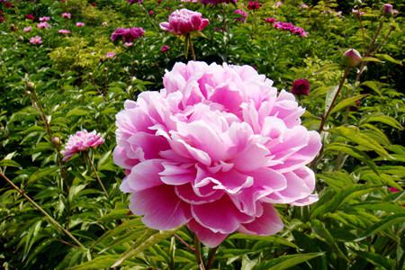 芍药 芍药
