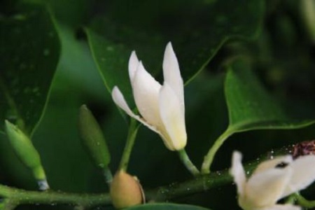 美丽的白兰花 美丽的白兰花