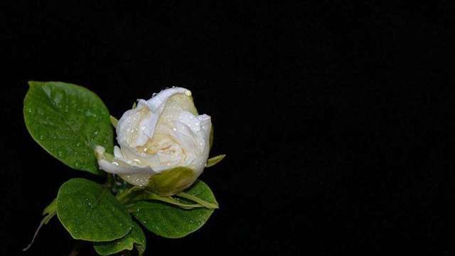 栀子花怎么浇水 栀子花怎么浇水