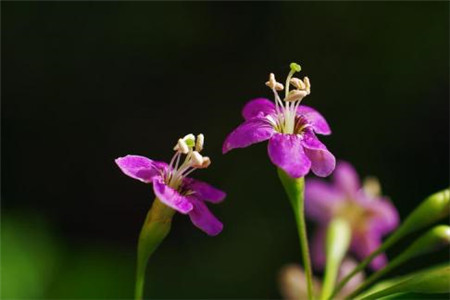 枸杞 枸杞
