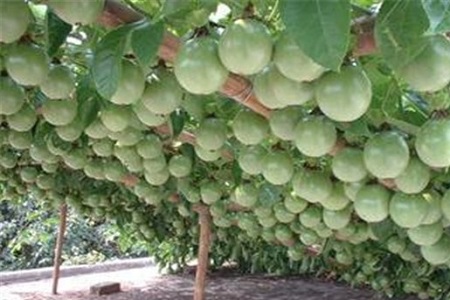 百香果 百香果