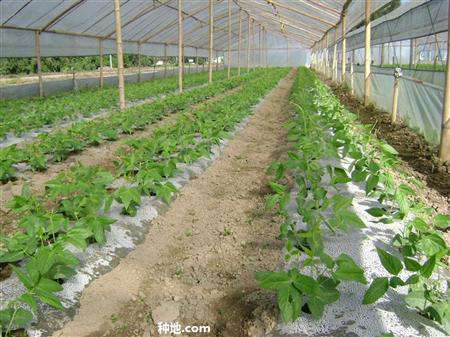 大棚种植蔬菜用冲施肥要注意什么?