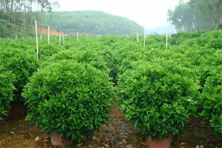 非洲茉莉 非洲茉莉