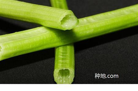芹菜空心如何防治?
