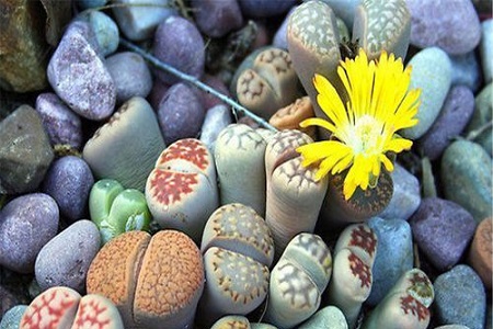 生石花 生石花