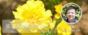 密花孔雀草怎么种