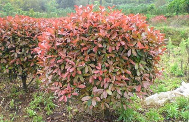 红叶石楠价格及种植方法
