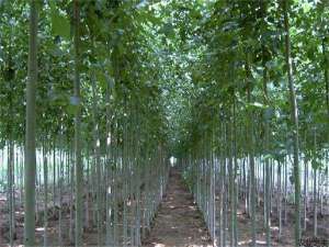 白蜡种子多少时间发芽？