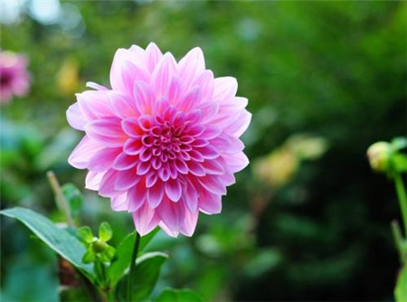 大丽花 大丽花