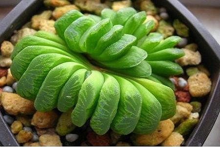 玉扇 玉扇