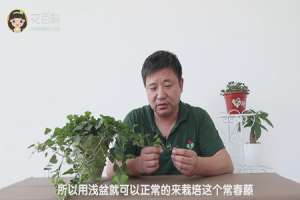 常春藤用浅盆还是深盆