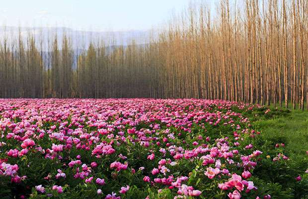 芍药6.jpg