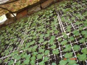 棉花育苗巧施基肥保增产