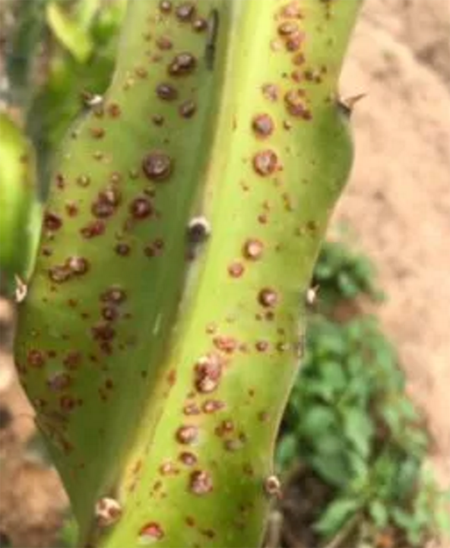 1528187017573183.png 火龙果种植要点详解,新手火龙果种植问题解答