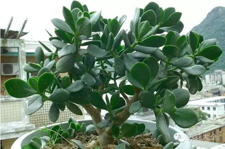 玉树 玉树