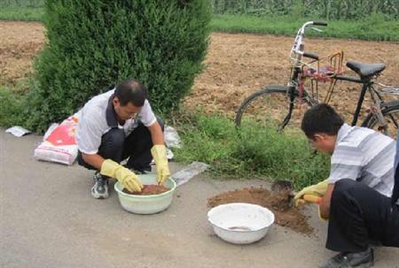 薄荷如何防治金针虫?