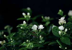 茉莉开花后怎么修剪，剪一刀让它长的更好