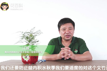 云竹 云竹