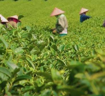 龙井茶具体原产地有哪些?