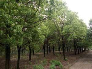 2019年苗圃规划怎么做？