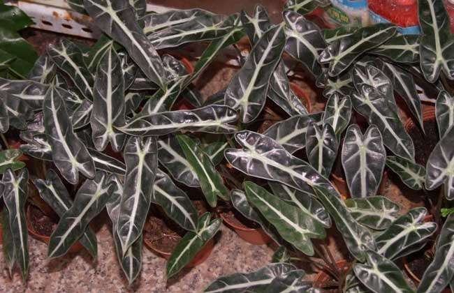 天南星科观音莲有毒吗？