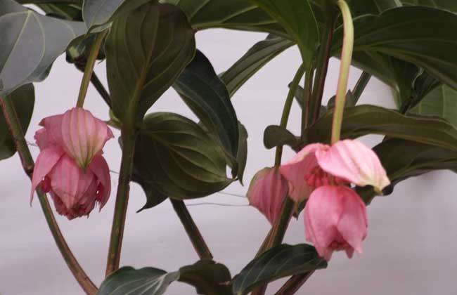 宝莲花的养殖方法