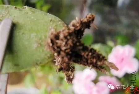 等到生根 等到生根
