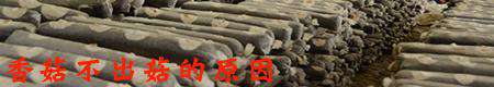 秋冬季香菇如何巧管理?