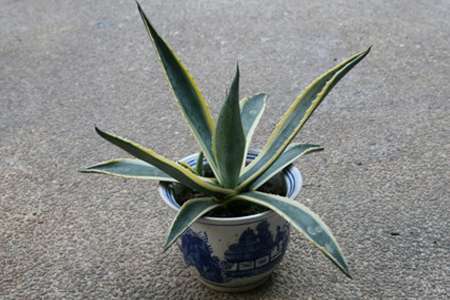龙舌兰 龙舌兰