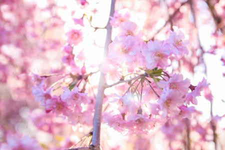 樱花树 樱花树