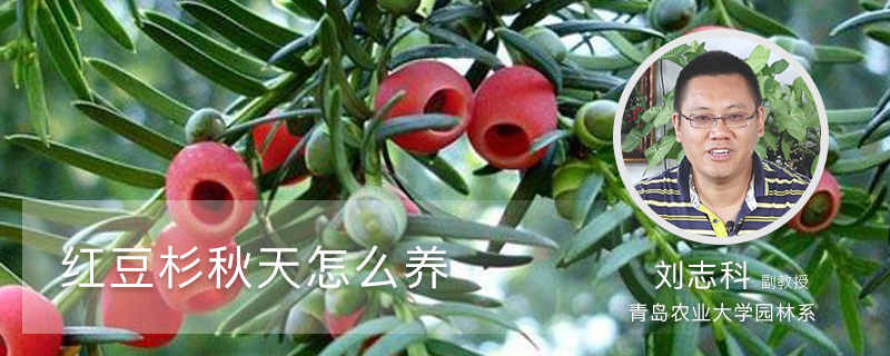 红豆杉秋天怎么养 红豆杉秋天怎么养