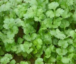大棚如何种植香菜？