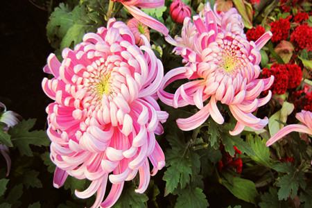 菊花 菊花