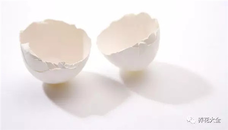 蛋壳 蛋壳
