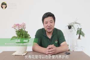 长寿花适合在室内养吗