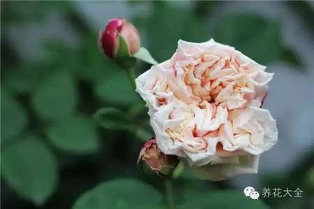 一株月季 一株月季