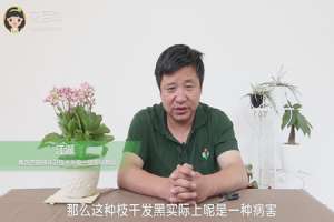 长寿花根杆发黑怎么办
