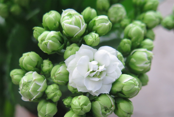长寿花 长寿花