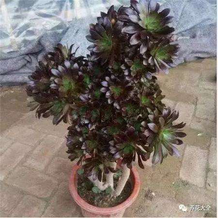 黑法师 黑法师