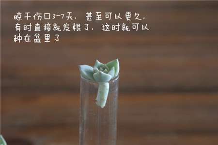 白牡丹晾根 白牡丹晾根