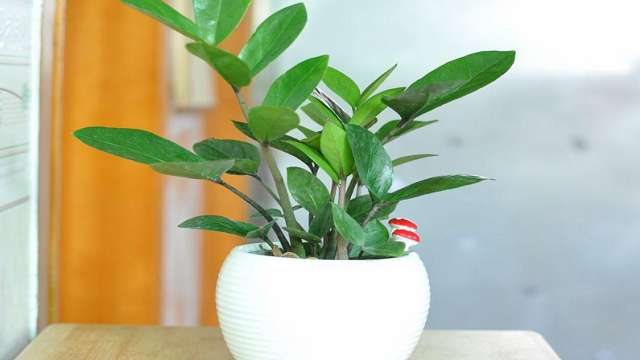 怎样让金钱树快长新芽 怎样让金钱树快长新芽